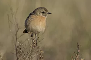 Images Dated 3rd February 2005: European Stonechat female perched, Saxicola rubicola