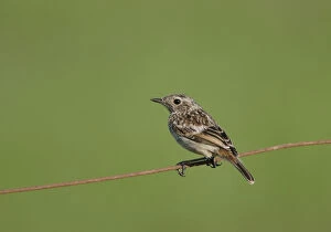 Images Dated 8th July 2007: European Stonechat juvenile perched on wire, Saxicola rubicola