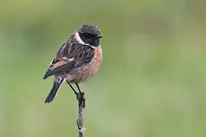 Images Dated 27th December 2014: European Stonechat winterplumage, Saxicola rubicola, Italy