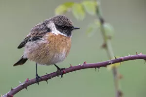 Images Dated 31st December 2014: European Stonechat winterplumage, Saxicola rubicola, Italy