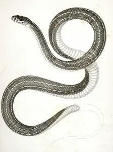 Eutania faireyi, Faireys Garter Snake., Suckley, George 1830-1869, Cooper, J Eutania faireyi, Faireys Garter Snake., Suckley, George 1830-1869, Cooper, J