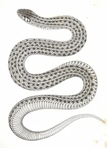 Eutania haydenii, Haydens Garter Snake., Suckley, George 1830-1869, Cooper, J Eutania haydenii, Haydens Garter Snake., Suckley, George 1830-1869, Cooper, J