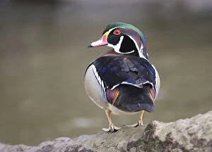 Images Dated 30th March 2007: Exotic male Wood Duck, Aix sponsa