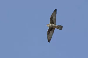 Images Dated 5th February 2006: Falco biarmicus, Lanner Falcon
