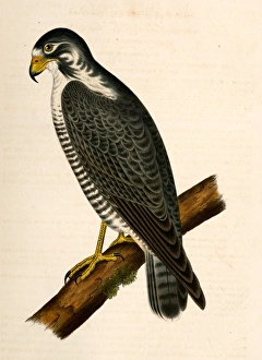 Falco nigriceps, Western Duck-Hawk., Suckley, George 1830-1869, Cooper, J Falco nigriceps, Western Duck-Hawk., Suckley, George 1830-1869, Cooper, J