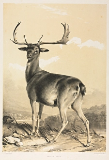 Fallow Deer William Barraud British 1810-1850 Fallow Deer William Barraud British 1810-1850