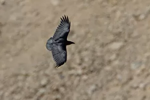 Images Dated 30th March 2007: Fan-tailed Raven in flight, Corvus rhipidurus, Israel