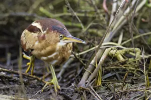 Images Dated 16th January 2011: Female Least Bittern, Ixobrychus exilis