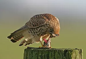 Images Dated 9th January 2005: Female Common Kestrel with prey, Falco tinnunculus