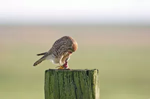Images Dated 9th January 2005: Female Common Kestrel with prey, Falco tinnunculus
