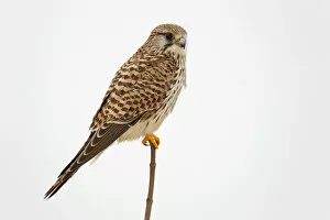 Images Dated 19th January 2013: Female Common Kestrel sitting on top of small tree, Falco tinnunculus, Netherlands