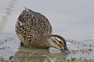 Images Dated 29th March 2005: Female Garganey foraging, Spatula querquedula