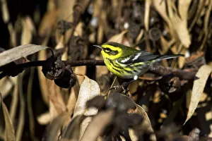 Images Dated 16th November 2009: Female Townsend's Warbler, Setophaga townsendi