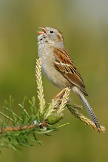 Images Dated 30th May 2007: Field Sparrow, Spizella pusilla
