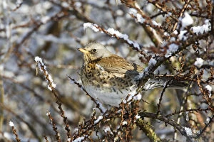 Images Dated 30th January 2010: Fieldfare in winter, Turdus pilaris