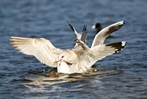 Images Dated 25th January 2009: Fighting Mew Gulls, Larus canus
