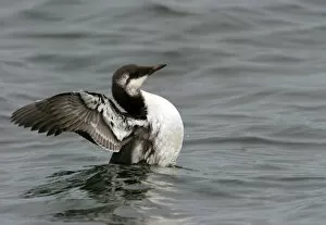 Images Dated 19th September 2008: First winter Common Murre, Uria aalge