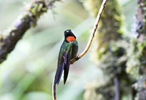 Images Dated 15th December 2009: Flame-throated Sunangel perched on a twig, Heliangelus micraster