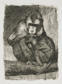 Fleas of a young monkey, Heinrich M. Krabbe, 1883-1931 Fleas of a young monkey, Heinrich M. Krabbe, 1883-1931