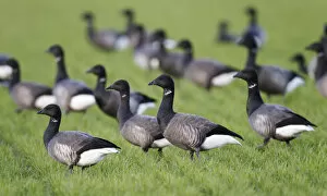 Images Dated 6th October 2012: Flock of Brent Geese on grassland, Netherlands