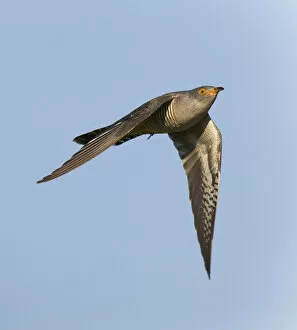Images Dated 25th April 2011: Flying Common Cuckoo, Cuculus canorus, Netherlands