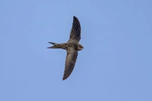 Images Dated 27th August 2007: Flying Plain Swift in Madeira, Apus unicolor, Portugal