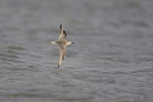 Images Dated 6th September 2008: Flying Red Knot, Calidris canutus, Netherlands