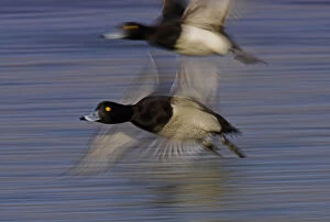 Images Dated 24th February 2008: Flying Tufted Ducks, Aythya fuligula