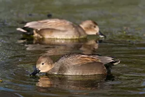 Images Dated 2nd January 2011: Foraging Gadwall, Mareca strepera