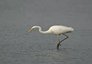 Images Dated 22nd March 2005: Foraging Great Egret, Ardea alba
