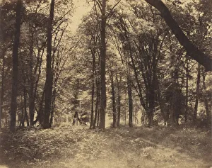 Forest Scene Gustave Le Gray French 1820 1884 Forest Scene Gustave Le Gray French 1820 1884