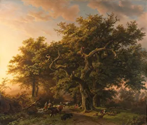 Forest Scene View Woods Forest View Under large old oak Forest Scene View Woods Forest View Under large old oak