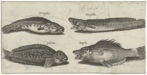 Fork cod grouper horned slime fish black fish Fish Fork cod grouper horned slime fish black fish Fish