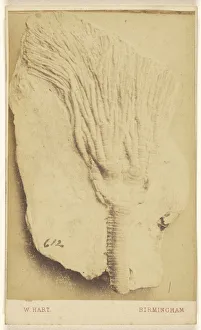 Fossil crinoid William Hart British active Birmingham Fossil crinoid William Hart British active Birmingham