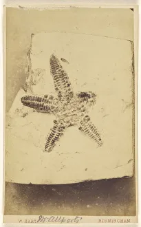 Fossil starfish William Hart British active Birmingham Fossil starfish William Hart British active Birmingham