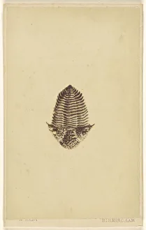 Fossil trilobite William Hart British active Birmingham Fossil trilobite William Hart British active Birmingham