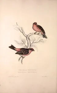 Fringilla Rodopepla, Spot-winged Rosefinch, Fringilla Rodochroa, Pink-browed Rosefinch Fringilla Rodopepla, Spot-winged Rosefinch, Fringilla Rodochroa, Pink-browed Rosefinch