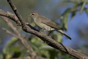 Images Dated 22nd September 2005: Garden Warbler perched on a branch, Sylvia borin