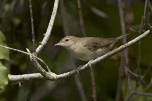 Images Dated 17th September 2005: Garden Warbler perched on a branch, Sylvia borin