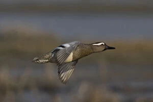 Images Dated 18th March 2006: Garganey adult flying, Spatula querquedula