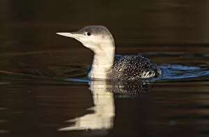 Images Dated 6th January 2008: Gavia stellata, Red-throated Loon winter plumage swimming Netherlands