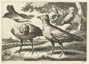 Geese and a cockatoo, Pieter van Lisebetten, Wenceslaus Hollar, Francis Barlow, 1654 Geese and a cockatoo, Pieter van Lisebetten, Wenceslaus Hollar, Francis Barlow, 1654
