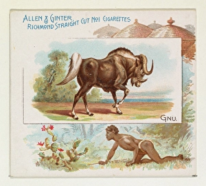 Gnu Quadrupeds series N41 Allen & Ginter Cigarettes Gnu Quadrupeds series N41 Allen & Ginter Cigarettes