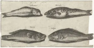 Goby bokvis whiting another fish Fish series title Goby bokvis whiting another fish Fish series title