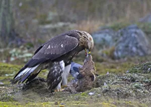 Images Dated 14th November 2004: Golden Eagle perched on dead Red Fox, Aquila chrysaetos