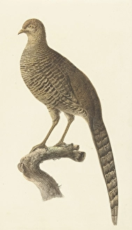 Golden pheasant hen walker runner birds pheasant Golden pheasant hen walker runner birds pheasant