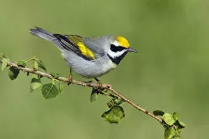 Images Dated 26th April 2006: Golden-winged Warbler, Vermivora chrysoptera, United States