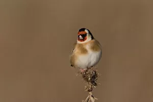 Images Dated 15th December 2007: Goldfinch foraging on seeds