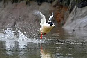 Images Dated 27th January 2013: Goosander male setting off