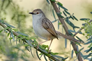 Images Dated 30th March 2007: Graceful Prinia perched on a twig, Prinia gracilis, Israel